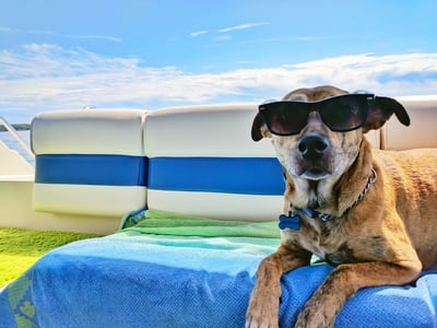 Cooling Mat for Pets with Non-Toxic Self-Cooling Gel-Orizon Depot