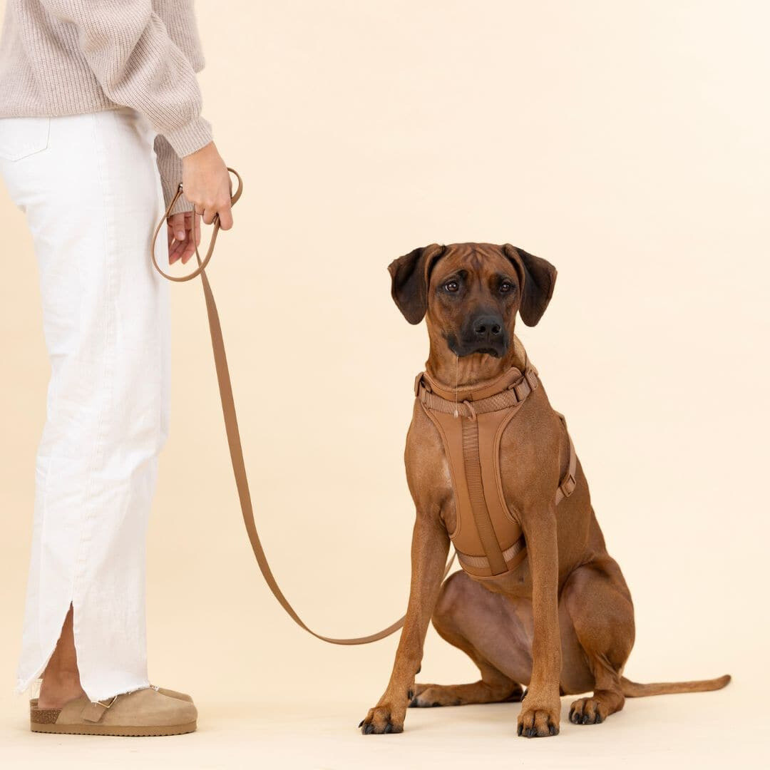 Comfy Dog Harness Walking Set with Leash and Poop Bag Holder-Orizon Depot