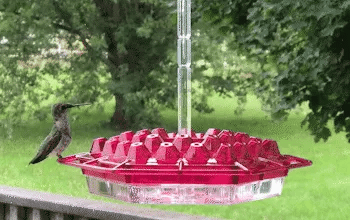 Ant-Proof Hummingbird Feeder with Outdoor Hanging Perch