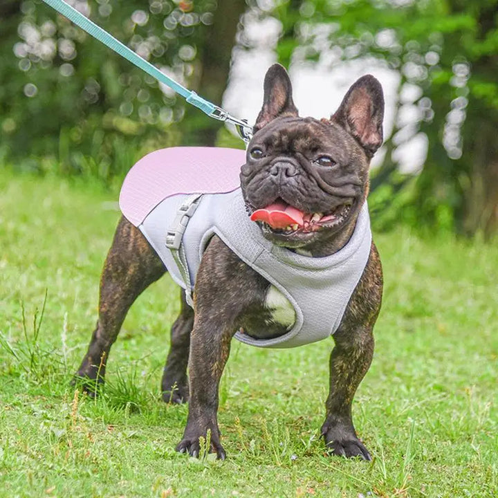 Dog Cooling Vest for Summer Outdoor Adventures