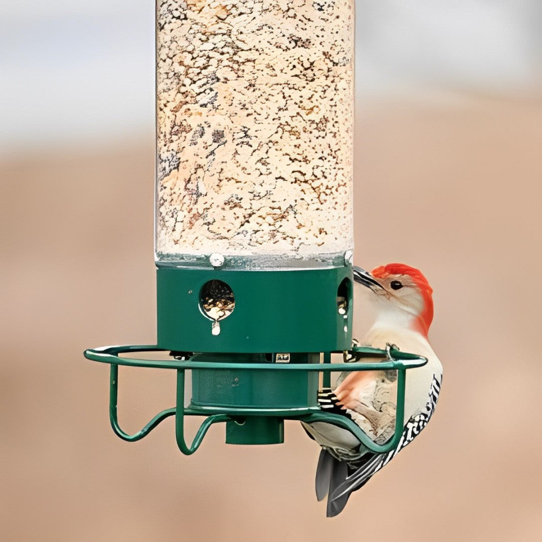 Squirrel-Resistant Bird Feeder for Backyard Wildlife