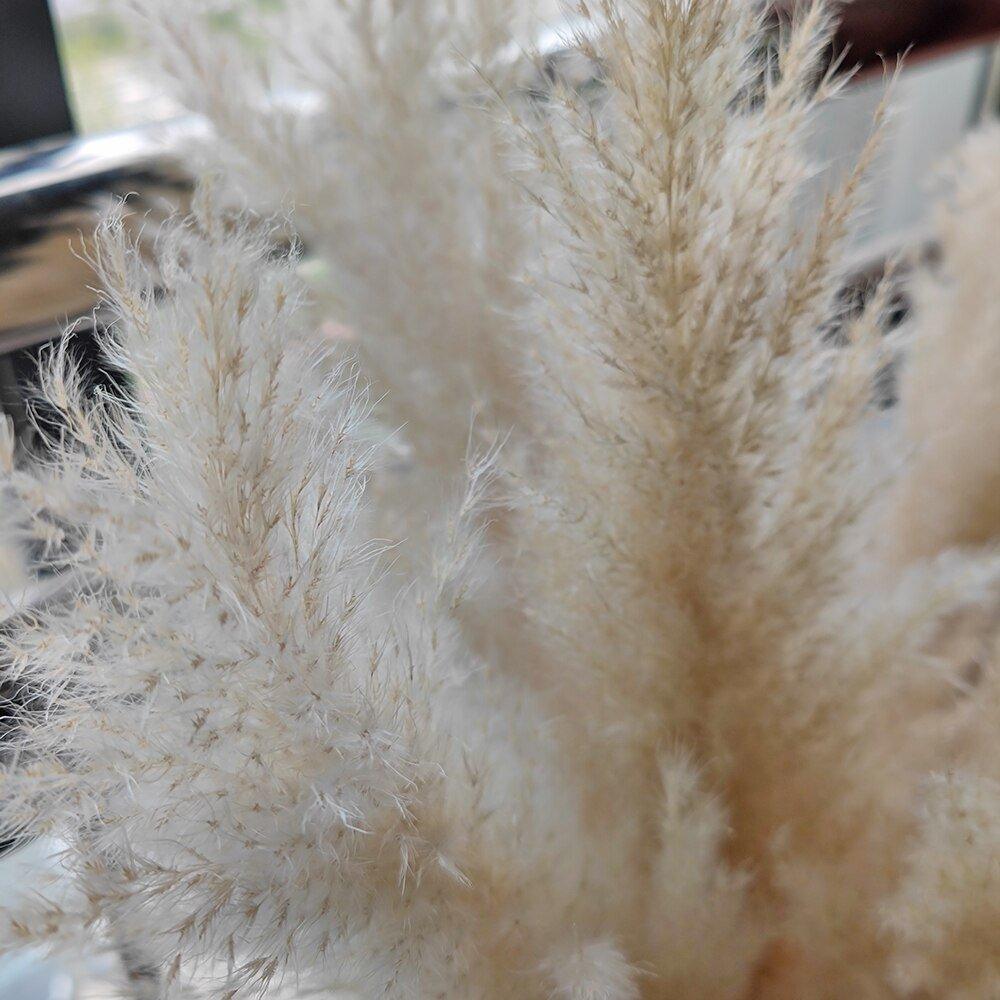 Natural Dried Pampas Grass Bouquet - 80 cm Fluffy Feathers for Boho Decor-Orizon Depot