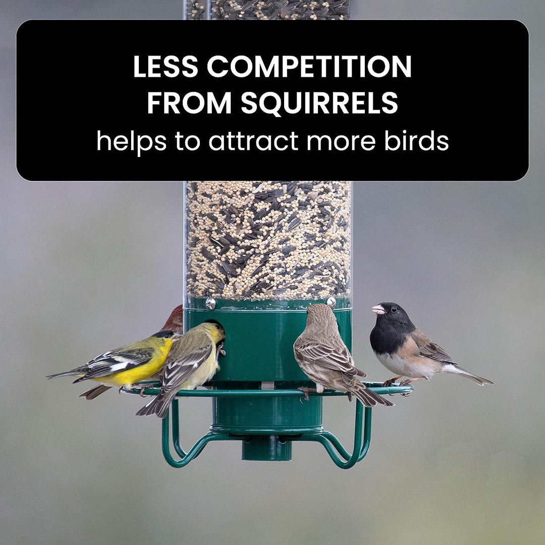Squirrel-Resistant Bird Feeder for Backyard Wildlife