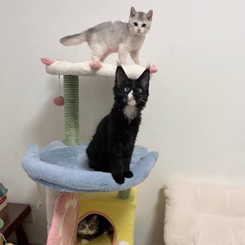 Modern Multi-Functional Cat Tree with Velvet Fabric and Sisal-Orizon Depot