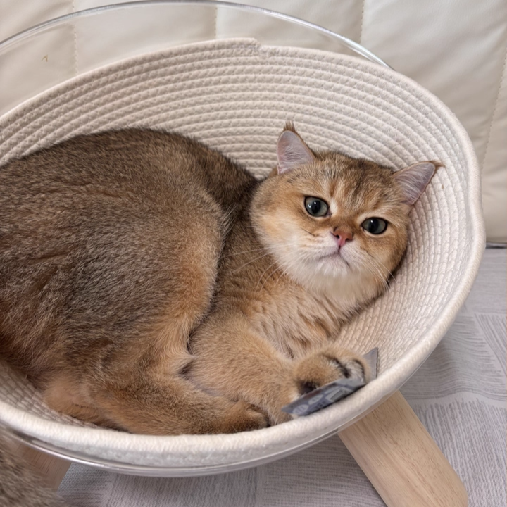 Scandinavian Round Rubberwood Cat Bed with Clear PET for Bedroom-Orizon Depot
