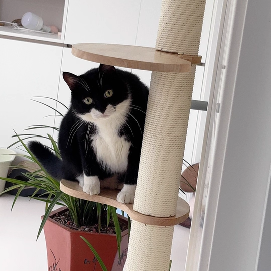 Scandinavian Round Solid Wood Cat Tree with 3 Tiers for Living Room-Orizon Depot
