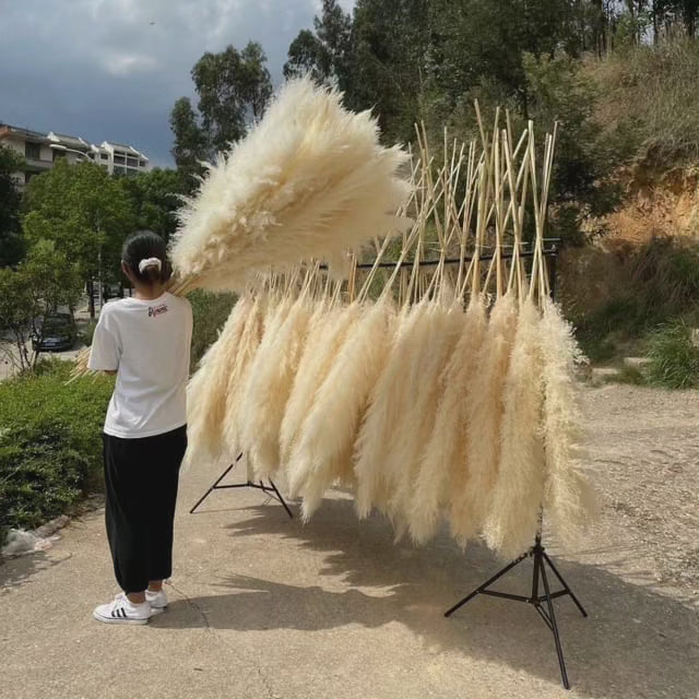 Large Fluffy Pampas Grass - Decorative Dried Plant for Home Decor-Orizon Depot