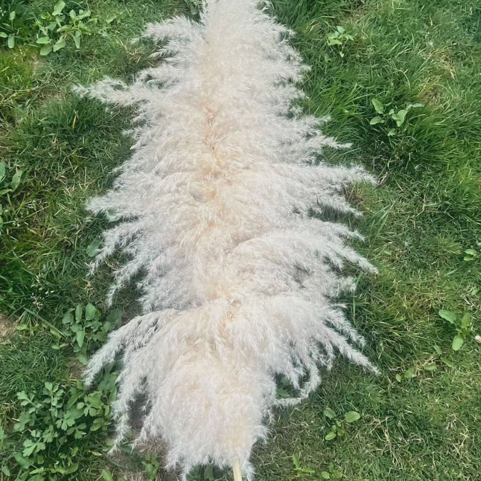 Large Fluffy Pampas Grass - Decorative Dried Plant for Home Decor-Orizon Depot