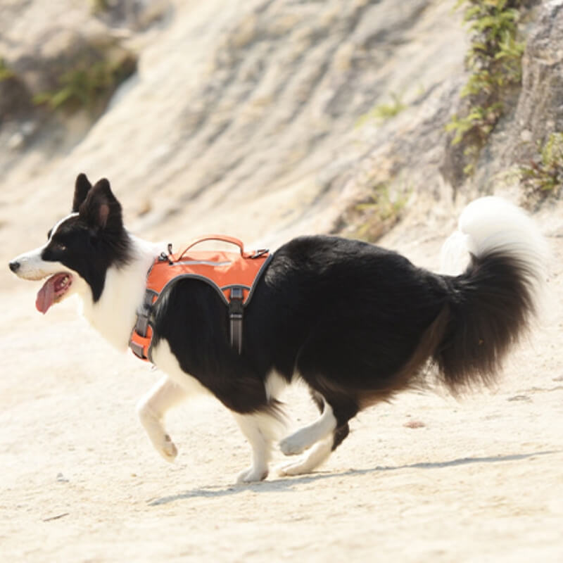 Multifunctional Explosion-Proof Anti-Pull Harness for Medium to Large Dogs-Orizon Depot