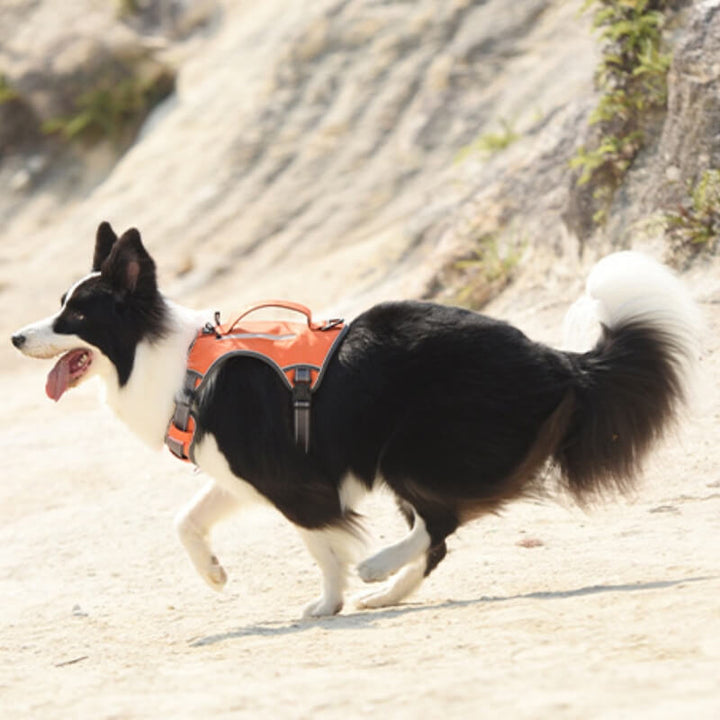 Multifunctional Explosion-Proof Anti-Pull Harness for Medium to Large Dogs-Orizon Depot