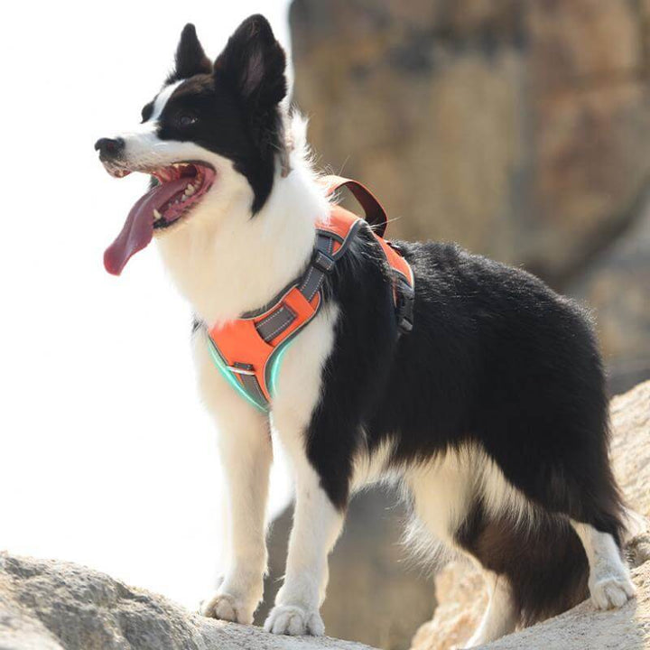 Multifunctional Explosion-Proof Anti-Pull Harness for Medium to Large Dogs-Orizon Depot