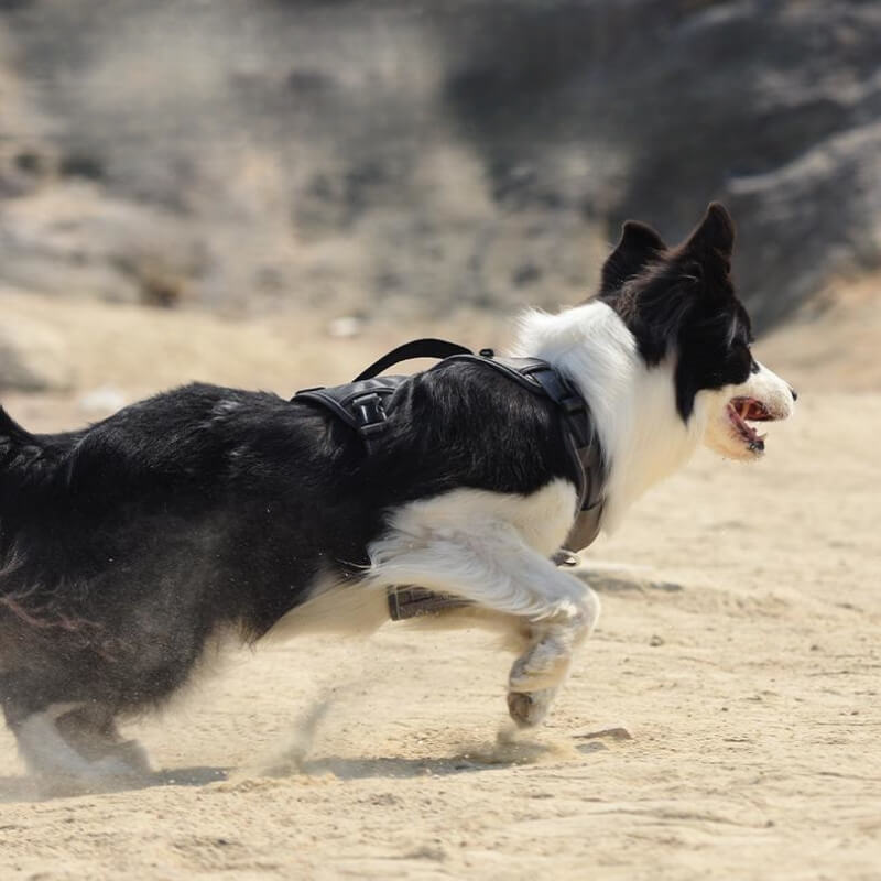 Multifunctional Explosion-Proof Anti-Pull Harness for Medium to Large Dogs-Orizon Depot