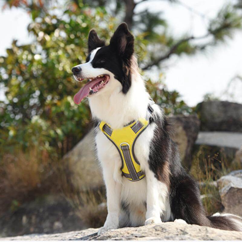 Multifunctional Explosion-Proof Anti-Pull Harness for Medium to Large Dogs-Orizon Depot