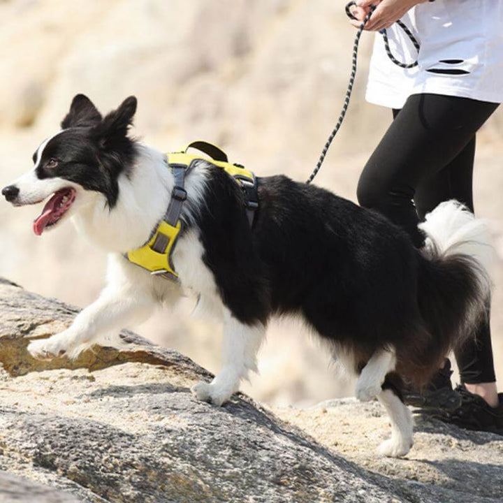 Multifunctional Explosion-Proof Anti-Pull Harness for Medium to Large Dogs-Orizon Depot