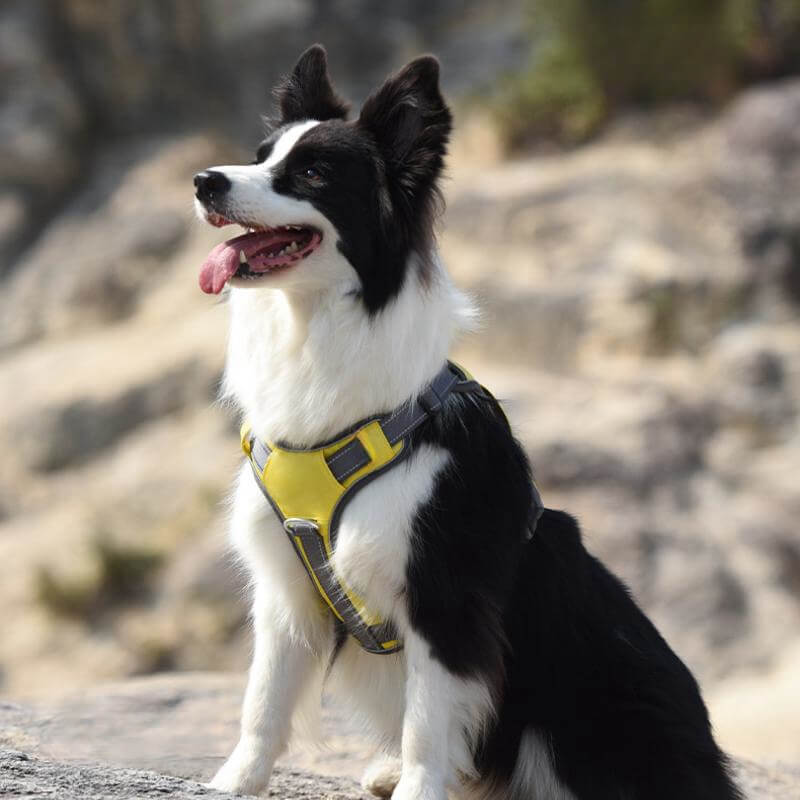 Multifunctional Explosion-Proof Anti-Pull Harness for Medium to Large Dogs-Orizon Depot