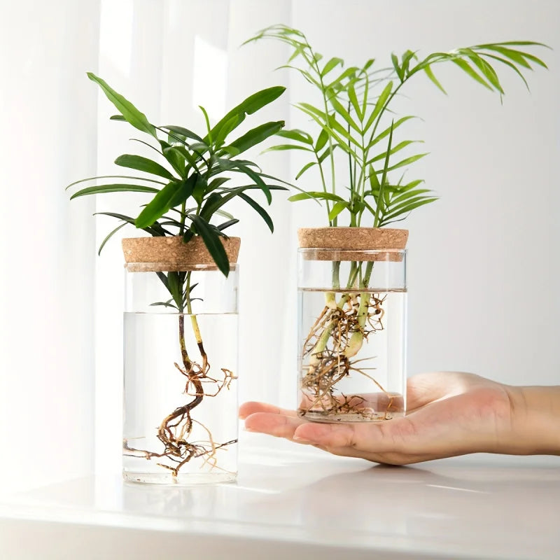 Hydroponic Glass Planter Vase for Home Decor and Plant Propagation