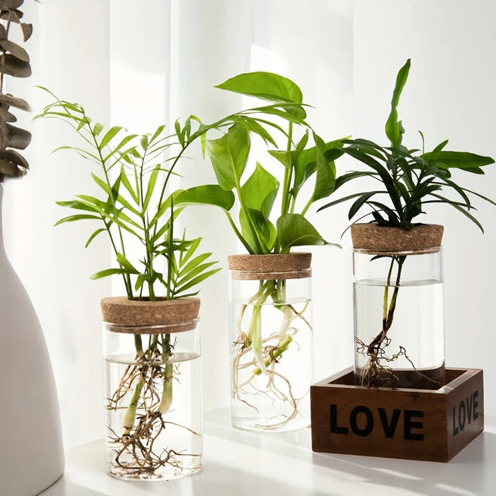 Hydroponic Glass Planter Vase for Home Decor and Plant Propagation