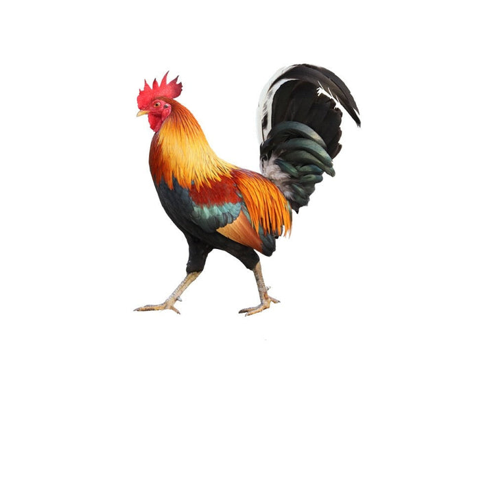 Feathered Beauty Garden Figure for Outdoor Decor-Orizon Depot