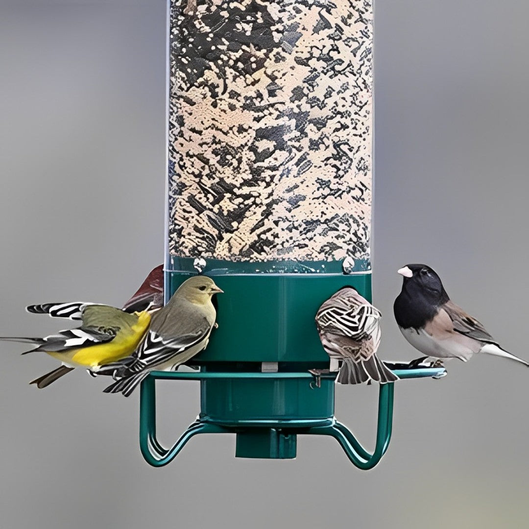 Squirrel-Resistant Bird Feeder for Backyard Wildlife