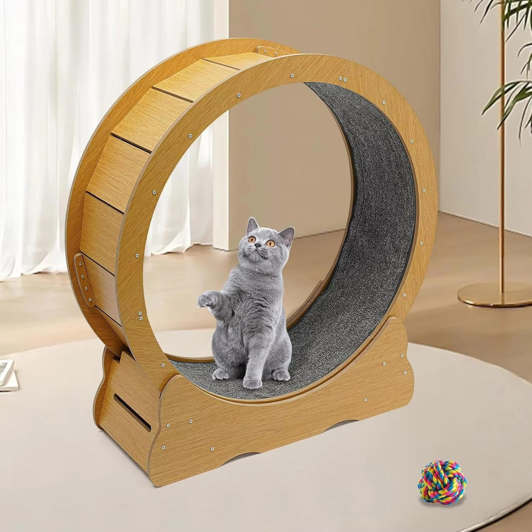 Cat Fitness Wheel for Indoor Play and Exercise