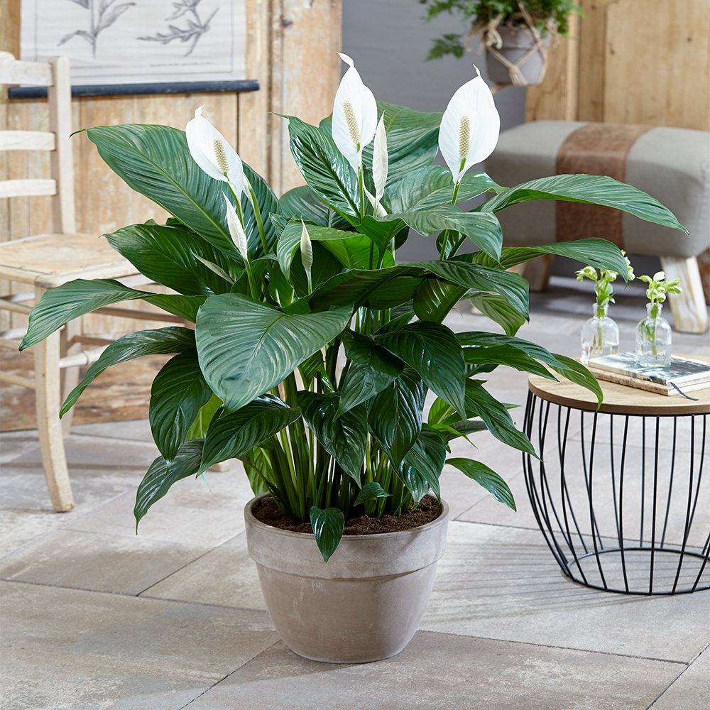 Peace Lily Indoor Plant - Low Maintenance Houseplant for Home Decor-Orizon Depot