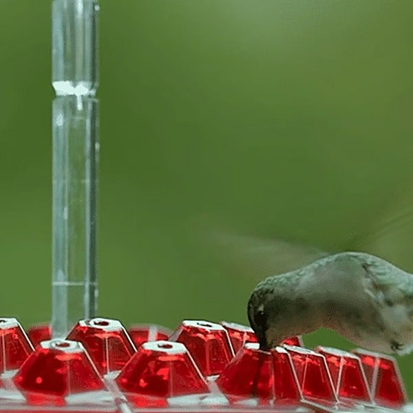 Ant-Proof Hummingbird Feeder with Integrated Moat