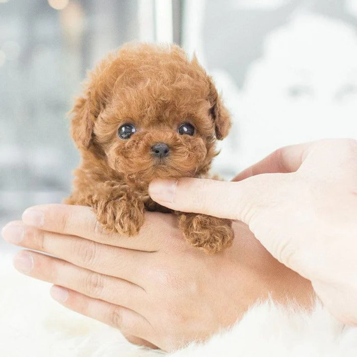 Interactive Realistic Robot Puppy Toy for Kids