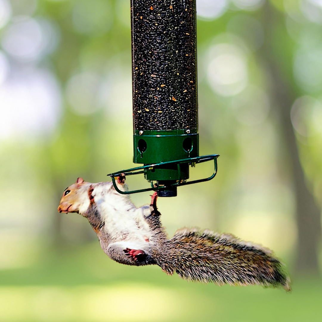 Squirrel-Resistant Bird Feeder for Backyard Birdwatching