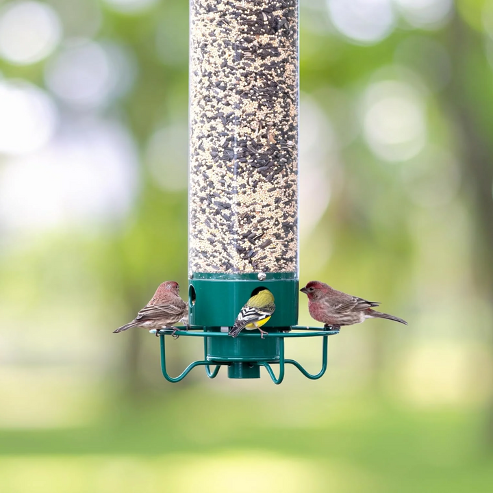 Squirrel-Resistant Bird Feeder for Backyard Birdwatching