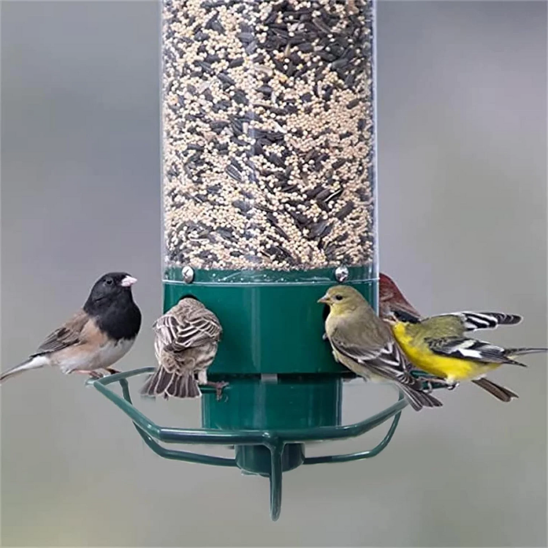 Squirrel-Resistant Bird Feeder for Backyard Birdwatching