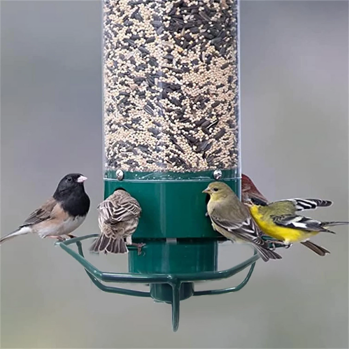 Squirrel-Resistant Bird Feeder for Backyard Birdwatching
