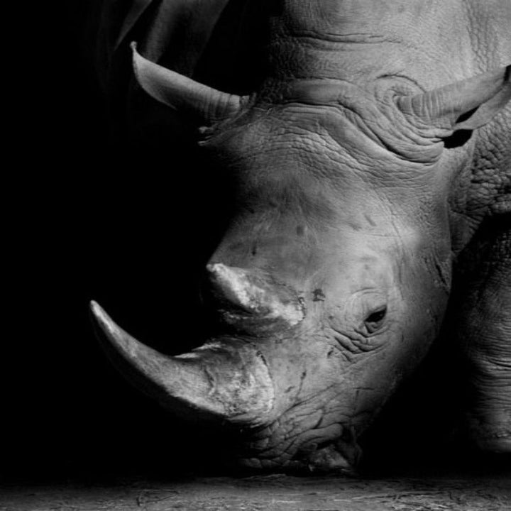 Nature Wild Animals Africa Wildlife Black White Canvas Wall Art-Orizon Depot