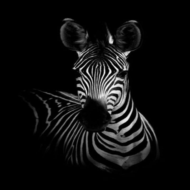 Nature Wild Animals Africa Wildlife Black White Canvas Wall Art-Orizon Depot