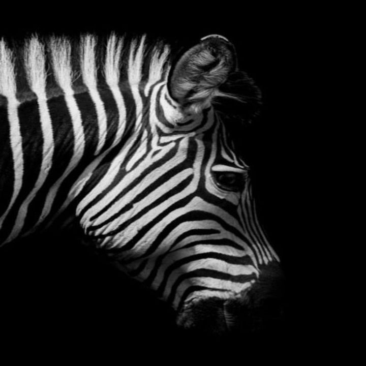 Nature Wild Animals Africa Wildlife Black White Canvas Wall Art-Orizon Depot