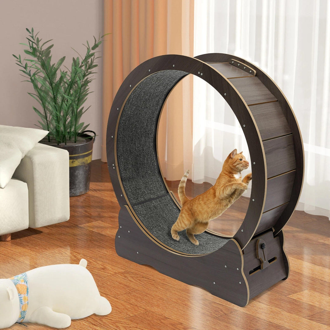 Cat Fitness Wheel for Indoor Play and Exercise
